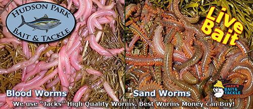 sand worm and blood worms