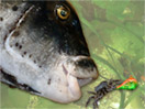 Blackfish Jigs