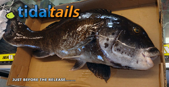 BLACKFISH JIGS