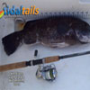 Blackfish_Jigs