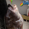 Blackfish_Jigs