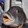 Blackfish_Jigs