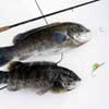 Blackfish_Jigs