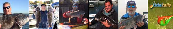 Blackfish_pictures