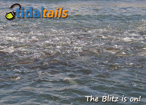 Striper Blitz