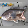 Blackfish_Jigs
